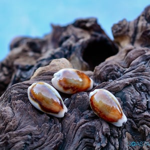 Chestnut Cowrie Shell Shell Cypraea Spadicea Collector Shell Display Shell Home Decor Coastal Decor Beach Decor Size 1 1/2"+