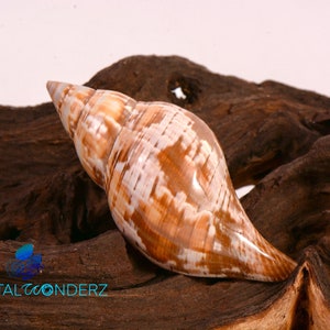 Polished True Tulip Seashell Home Coastal Decor Hermit Crab Opening Size 1.25 - 1.75"