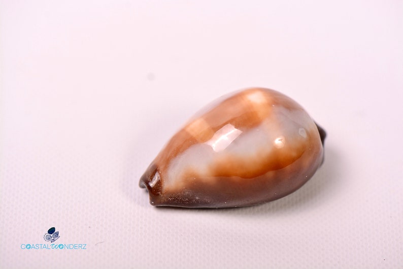 Onyx Cowrie Erronea Onyx Cypraea Onyx Size 1 1/4 1 2/3 image 3