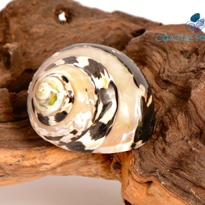 Turbo Magpie Shell Banded and Polished for Hermit Crabs and Coastal Decor Cittarium pica Hermit Crab Opening Size 0.80 - 1.30"