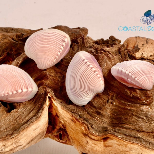 Purple Venus Clam  Halves 10 Shells Home Coastal Wedding Decor Craft Supply Size 1 1/4 - 1 3/4"