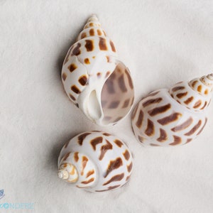 Spotted Babylonia Seashell for Hermit Crabs or Beach Decor Hermit Crab Opening Size 0.50 - 1.50" "D" Opening