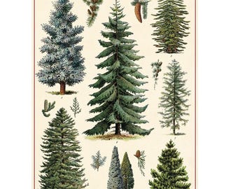 Cavallini & Co. Christmas Trees Poster, Archival Paper, Matte Print, 5 Pack