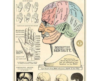 Cavallini & Co. Phrenology and Palmistry Poster, Archival Paper, Matte, 5 Pack