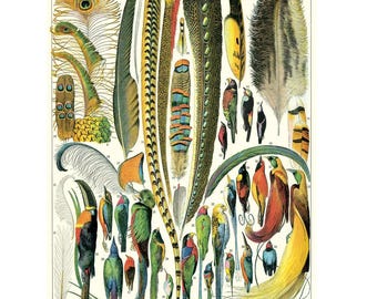 Cavallini & Co. Plumes Chart Poster, Archival Paper, Matte Print, 5 Pack