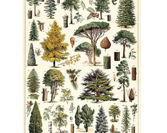 Cavallini & Co. Astronomy Chart Poster, Archival Paper, Matte Print, 5 Pack