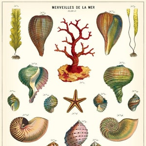 Cavallini & Co. Merveilles De la Mer Decorative Paper Sheet / Poster