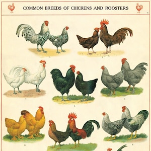 Póster de gallinas y gallos de Cavallini & Co., papel de archivo, mate