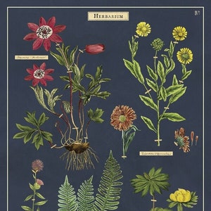 Cavallini & Co. Póster de mapa de herbario, papel de archivo, mate