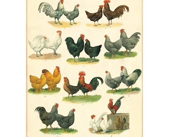 Cavallini & Co. Chickens and Roosters Poster, Archival Paper, Matte Print, 5 Pack