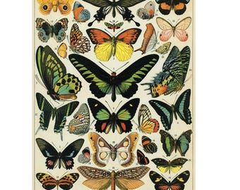 Cavallini & Co. Papillons Poster, Archival Paper, Matte Print, 5 Pack