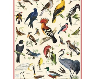 Cavallini & Co. British Birds Poster, Archival Paper, Matte Print, 5 Pack