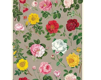 Cavallini & Co. Roses Poster, Archival Paper, Matte Print, 5 Pack