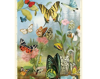 Cavallini & Co. Butterflies Poster, Archival Paper, Matte Print, 5 Pack