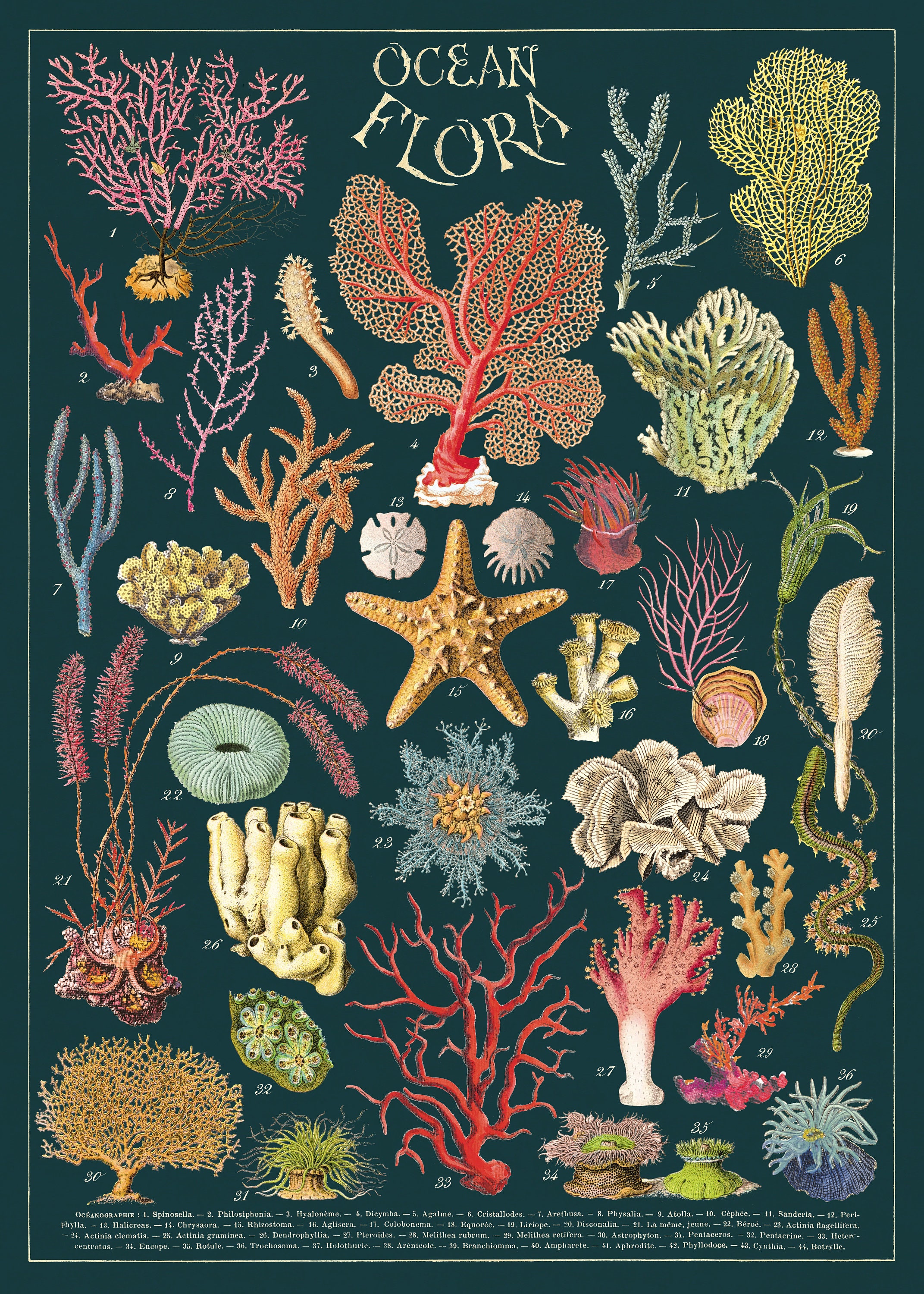 Cavallini  Co. Ocean Flora Decorative Paper Sheet Poster Etsy