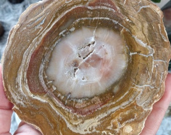 Petrified wood slab, Grounding stone, Root Chakra, Fossil, Connection to ancestors, Polished petrified wood