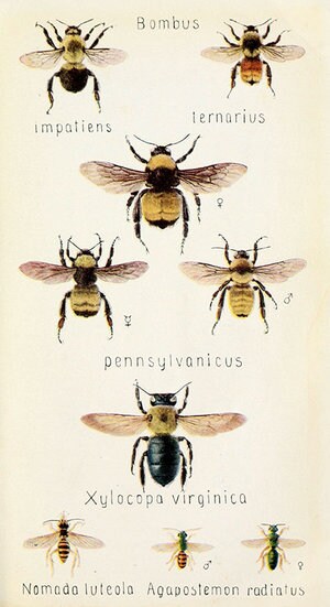 Digital Download - Vintage Bee Species Art Poster