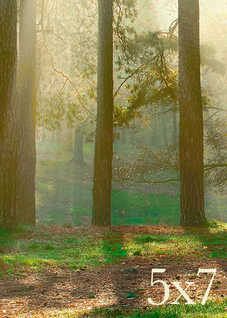 FREE SHIPPING Over 35- the Sacred Grove - Joseph Smith's First Vision ...