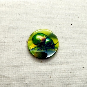 Grüne Käfer 25 mm Anstecknadel