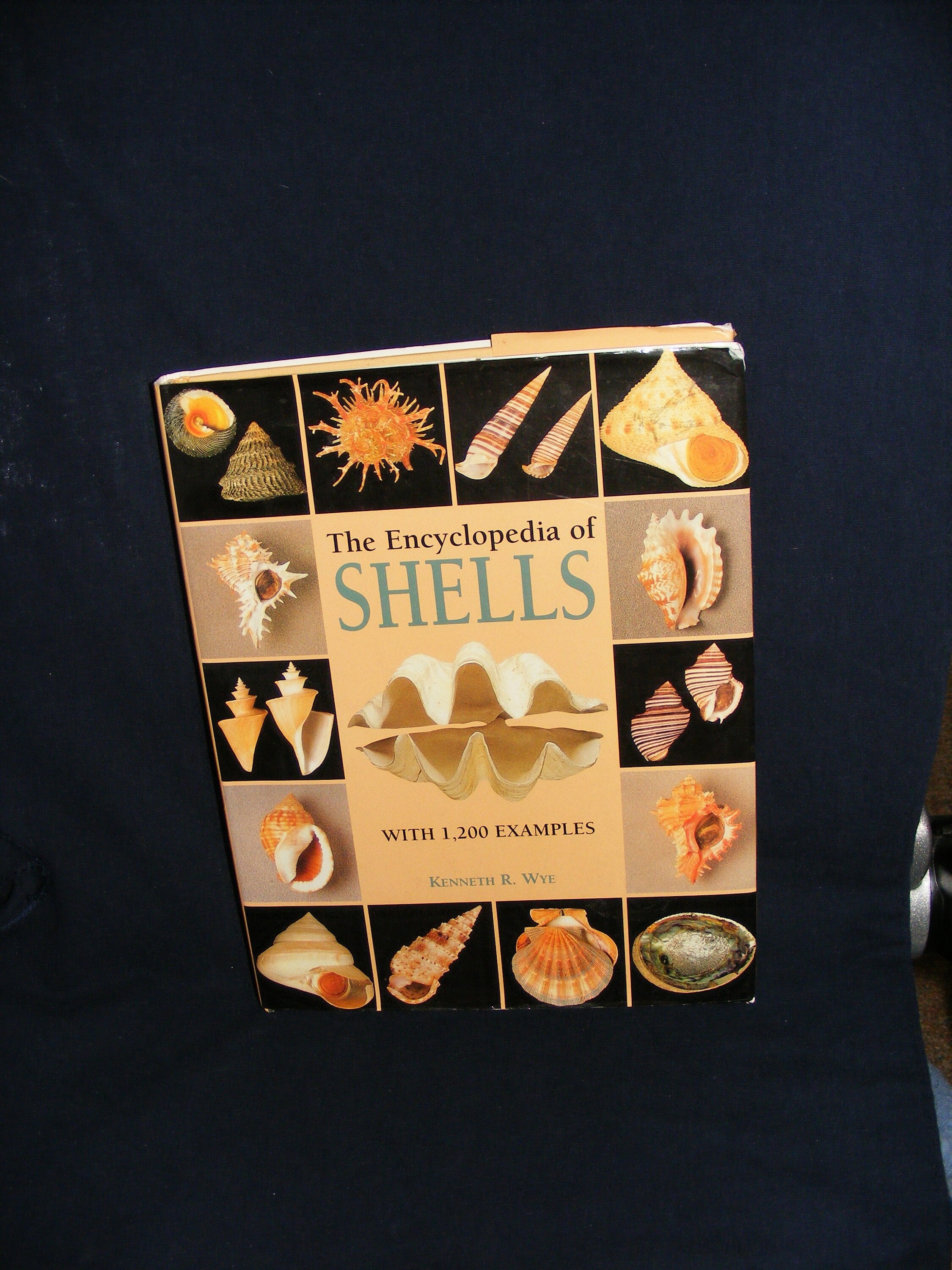 Encyclopedia of Shells by Kenneth R Wye, How to Identify Seashells