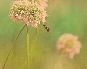 Photograph of Busy Bee Nature Summer Spring White Pink Flowers Green Country Vintage Inspired Home Decor Art Gift Photograph 5x7 fpoe poe
