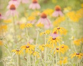Field of Flowers Photograph Yellow Purple Daisy Spring Summer Nursery Childrens Room Home Wall Decor Fine Art Wild Prairie 5x7 8x12 fpoe