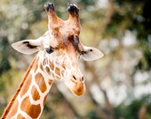 Giraffe Photograph Wildlife  Zoo Animal Nature Original Fine Art Photo Picture Print Nursery Children Baby Home Wall Decor Brown White