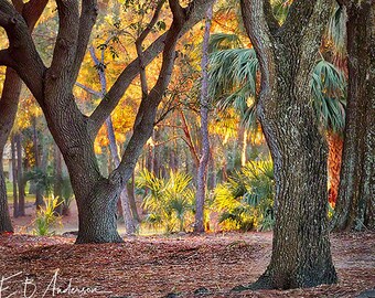 Setting sun bathing trees at Innisbrook in Palm Harbor, Florida