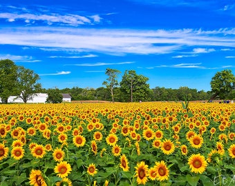 Happy sunflowers smiling on a beautiful fall day