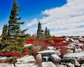 Bear Rocks, Dolly Sods, near Davis, WV