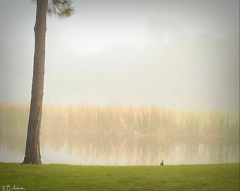 Lonely duck in sea fog at Innisbrook in Palm Harbor, Florida