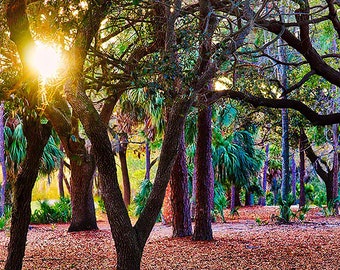 Sun shining through trees at Innisbrook in Palm Harbor, Florida