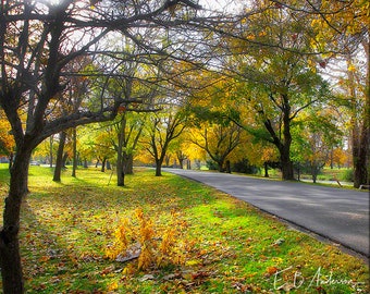 Sunshine, Autumn Day, Snyder Park, Springfield Ohio