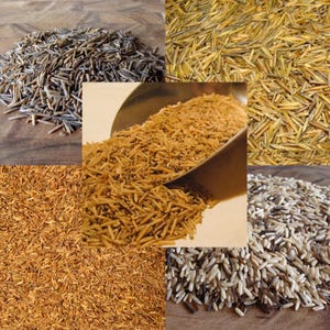 BINESHII WILD RICE Sampler Hand-Harvested And Cedar Wood-Parched. Bineshii Harvesting Wild Rice For Over 50 Years.