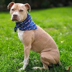 Personalized Bandanas - Custom Printed with Your Image on Classic Poplin or Silky Satin image 17