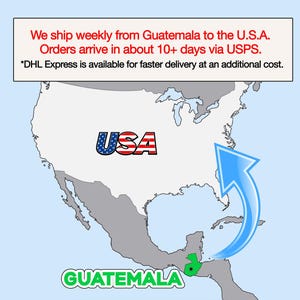 The image is a map of the United States and Central America, with a text overlay indicating that the U.S. ships weekly from Guatemala to the U.S.A. and orders arrive in about 10+ days via USPS. The text also mentions that "DHL Express is available for faster delivery at an additional cost."