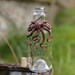 see more listings in the Octopus bottle section