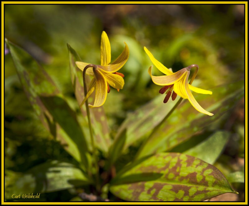 10 lily bulbs Corms Trout lily Native American plants Etsy