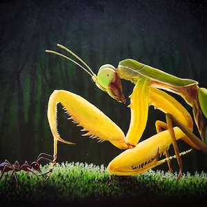 Preying On Reverence - Signed, Limited edition, High-Quality Giclee print