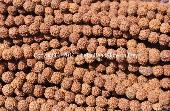 20 BEADS 5 6mm Natural Rudraksha Seed Beads Nepalese Tibetan