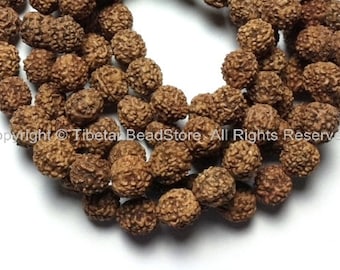 May include: Close-up of a collection of brown Rudraksha beads. The beads have a textured, pitted surface and are strung together. The image is set against a white background. Copyright Tibetan BeadStore All Rights Reserved.