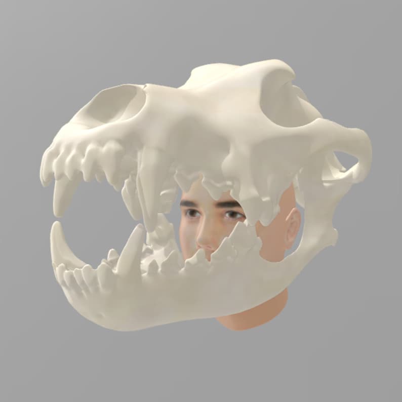 3d print stl files of evolution skulls 3d print stl files of evolution skulls