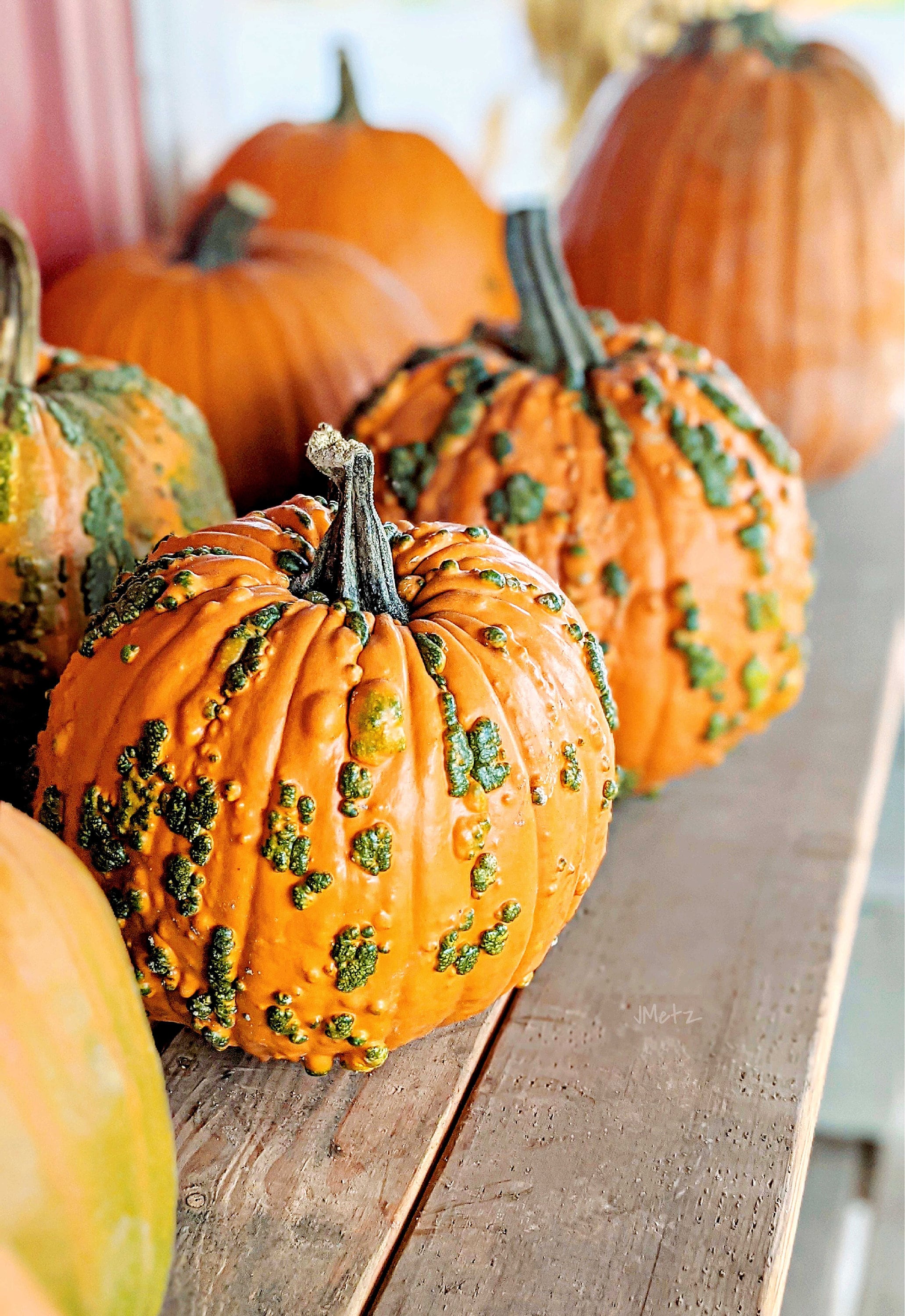 Warty Goblin Pumpkin Print - Etsy