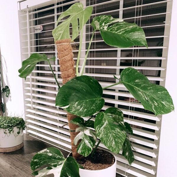 Healthy Variegated Monstera Albo 2 LEAF Cuttings Rare FREE SHIPPING