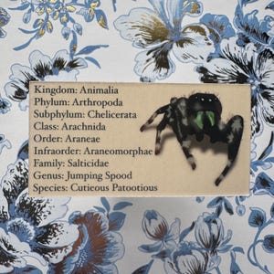 May include: A rectangular card with a detailed illustration of a jumping spider, featuring black and white markings and green fangs. The card includes scientific classifications: Kingdom Animalia, Phylum Arthropoda, and more. The background is a floral pattern in blue and gold.