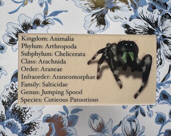 Jumping Spider Classification Sticker or Magnet | Laptop WaterBottle Sticker | Entomology | Dont Squish | Spood | Exotic Pet | Genus Species