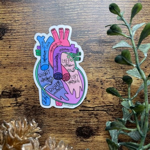 Anatomical Heart Sticker or Magnet | Laptop Sticker | WaterBottle Sticker | Gift for Cardiac Nurse | Cardiology | Medical Student | Blood