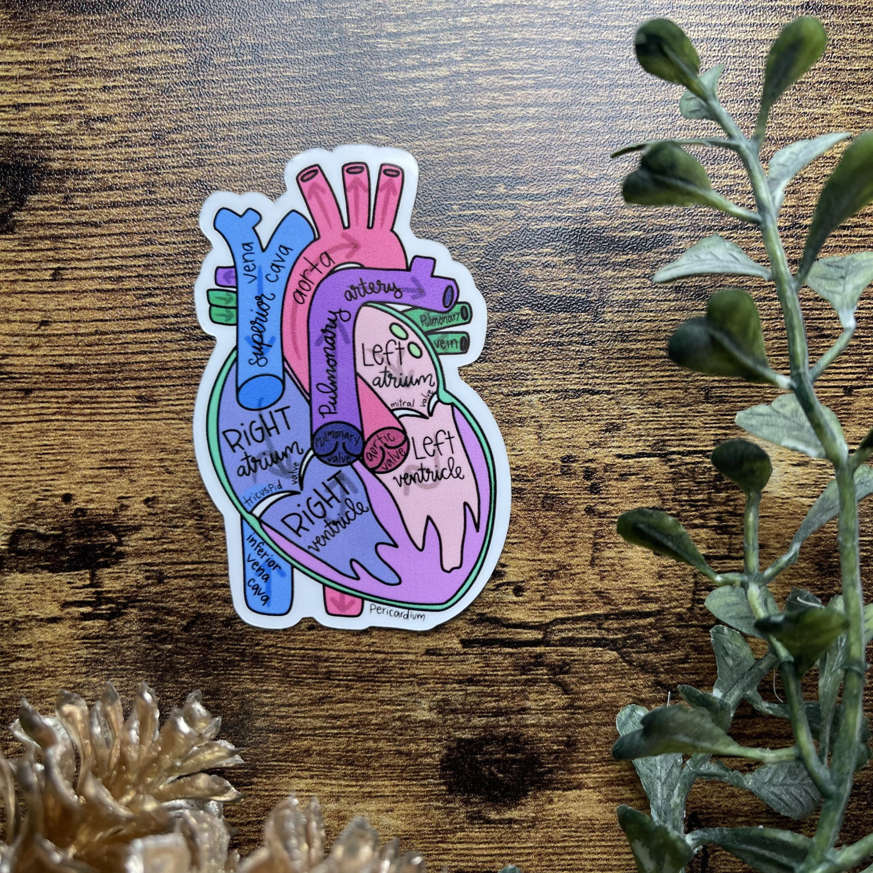 Anatomical Heart Sticker or Magnet | Laptop Sticker | Waterbottle ...