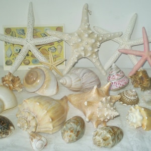 May include: A collection of seashells and starfish, including a pink starfish, a white starfish with black dots, and a variety of seashells in different shapes and sizes.