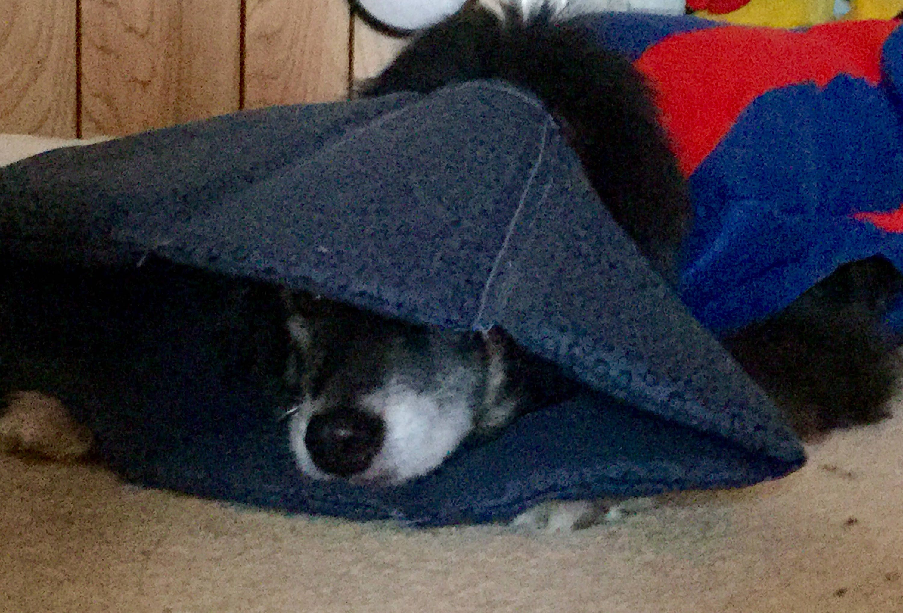 Soft Cone dog collar 1 MED neck size 1017 NO ACCESSORY Etsy